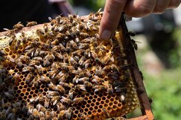 9 juli 13.00 - 16.00 open imkerijdag