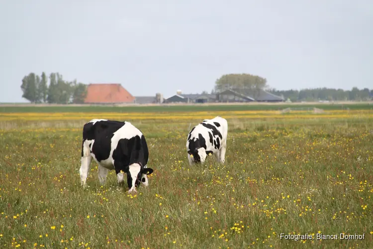 Koggenland steunt initiatief voor kruidenrijk grasland