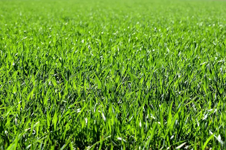 Kortingsactie kruidenrijk grasmengsel voor veehouders