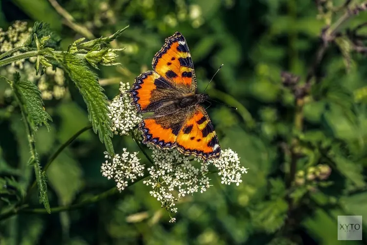 Steeds minder vlinders, ook afname algemeen voorkomende soorten