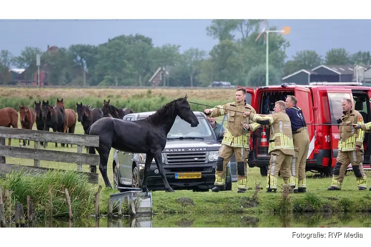 Brandweer redt paard uit water Berkhout