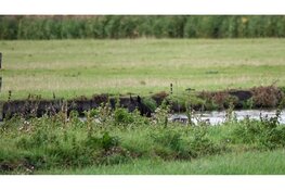 Brandweer redt paard uit water Berkhout