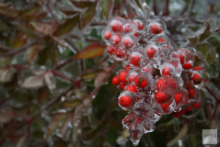 Winter dit weekend officieel van start. Witte kerst zeer onwaarschijnlijk, maar wel flink kouder
