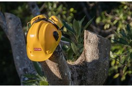 78 Bomen langs provinciale wegen vervangen in verband met de verkeersveiligheid