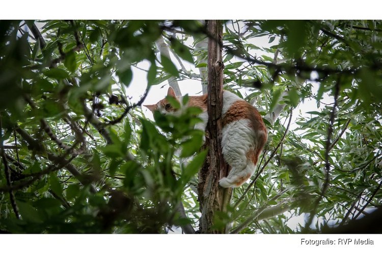 Poes 'Ollie' uit angst voor twee honden hoog in de boom gevlucht
