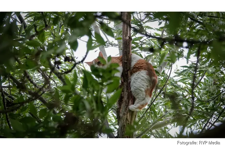 Poes 'Ollie' uit angst voor twee honden hoog in de boom gevlucht