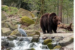 Bears in Mind: redt beren in nood
