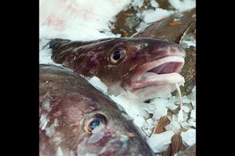 Zeeverse Vismarkt op zaterdag 13 juli 2019