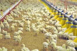 Pensioenfonds ABP negeert dierenwelzijn in nieuw beleid