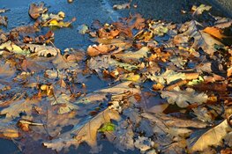 Komende dagen regenachtig herfstweer